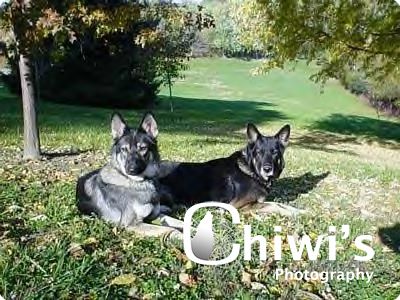 AMERICAN TUNDRA SHEPHERD DOG   1 