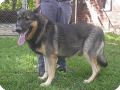 AMERICAN TUNDRA SHEPHERD DOG   2 