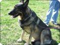 AMERICAN TUNDRA SHEPHERD DOG   3 