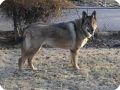 AMERICAN TUNDRA SHEPHERD DOG   4 