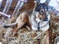 AMERICAN TUNDRA SHEPHERD DOG   5 