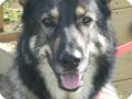 AMERICAN TUNDRA SHEPHERD DOG   6 