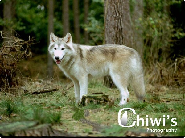 AMERIKAANSE WOLFHOND  11 