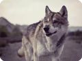 AMERIKAANSE WOLFHOND  15 