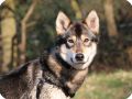 ILANA THE AMERICAN WOLFDOG  3 