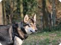 ILANA THE AMERICAN WOLFDOG  4 