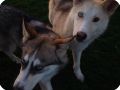 INDIAN DOGS  1 