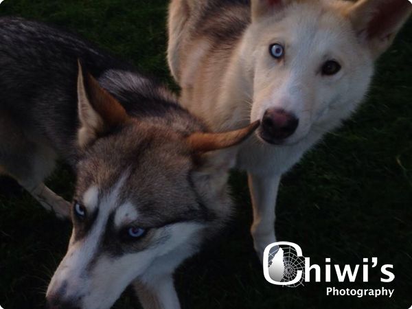 INDIAN DOGS  1 