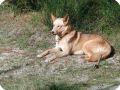 INDIAN DOGS  2 