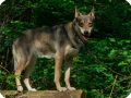 INDIAN DOGS  3 