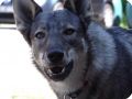 INDIAN DOGS  4 