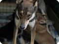 INDIAN DOGS  5 