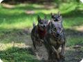INDIAN DOGS  6 