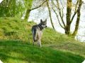 SAARLOOS  6 