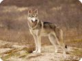 TAMASKAN13