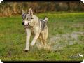Tamaskan1