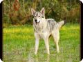 Tamaskan2