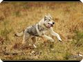 Tamaskan4