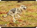 Tamaskan5