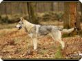 Tamaskan6